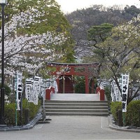 大島桜なども咲く白旗神社。源平池周囲の桜と相まって豪華な気分になります。