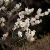 報国寺の丸く剪定された梅を見ると、アップの写真も角をとりたくなります。