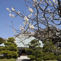 美しい一直線の境内参道と丸みを帯びた本堂の屋根、そして梅が独特の風情を醸し出します。