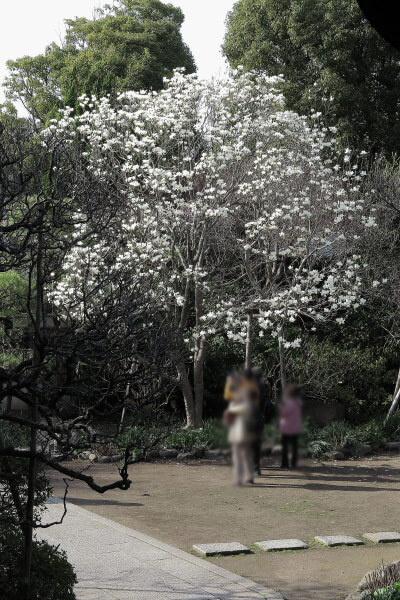 宝戒寺の白木蓮(ハクモクレン)が見頃です。花が全開しないのが辛夷(コブシ)との違い。