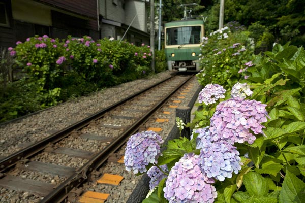 御霊神社のあじさい。線路に向かって咲くあじさいと江ノ電。