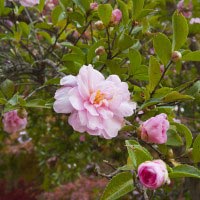 源氏山公園の山茶花(サザンカ)。紅葉と一緒に撮影しました。