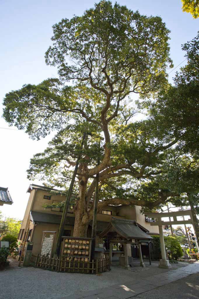 御霊神社の椨(タブノキ)。源義家とともに後三年の役を戦った鎌倉権五郎景正を祀ります。