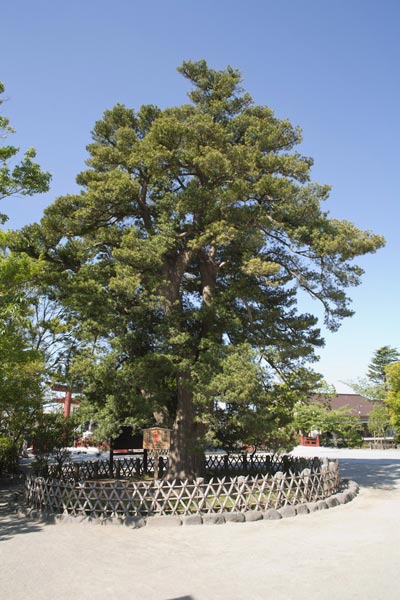 鶴岡八幡宮の槙(マキ)。太鼓橋の近くにあります。鎌倉市の天然記念物です。