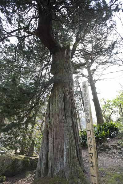 浄智寺の高野槙(コウヤマキ)。