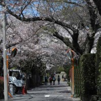 浄妙寺門前の桜。鎌倉駅からバスに乗り「浄明寺」バス停を降りて浄妙寺山門に至る参道に植えられています。