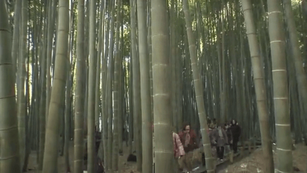 〈11〉報国寺