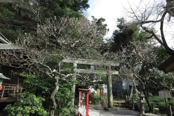 平成28年(2016年)3月8日、荏柄天神社の梅