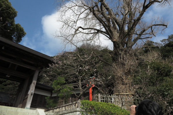平成28年(2016年)3月8日、荏柄天神社の梅