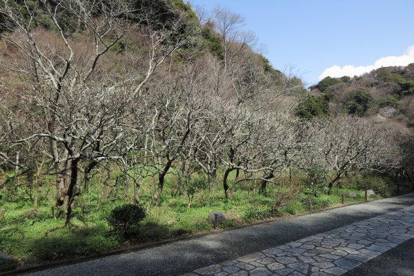 平成28年(2016年)3月8日、瑞泉寺の梅