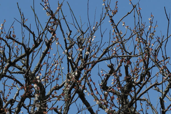 平成28年(2016年)3月8日、瑞泉寺の梅