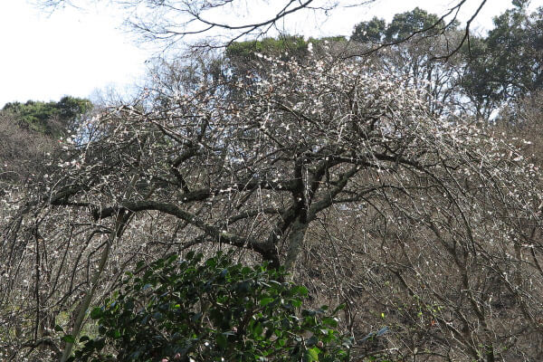 平成28年(2016年)3月8日、瑞泉寺の梅
