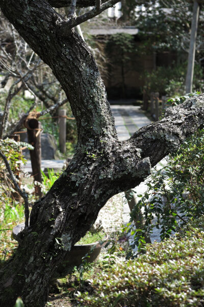 平成28年(2016年)3月8日、瑞泉寺の梅
