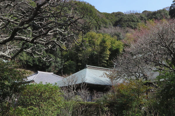 平成28年(2016年)3月8日、瑞泉寺の梅