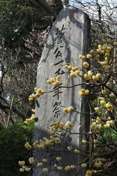 平成28年(2016年)3月8日、荏柄天神社の三椏(ミツマタ)
