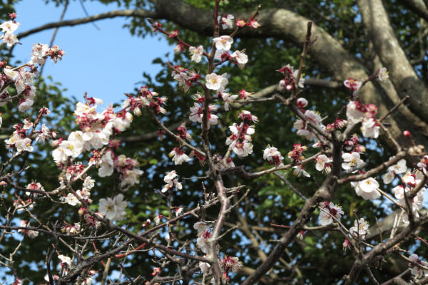 平成28年(2016年)3月8日、宝戒寺の梅