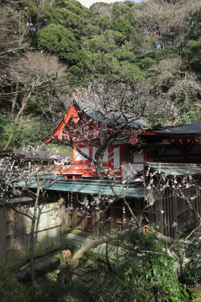 平成28年(2016年)3月8日、荏柄天神社の梅