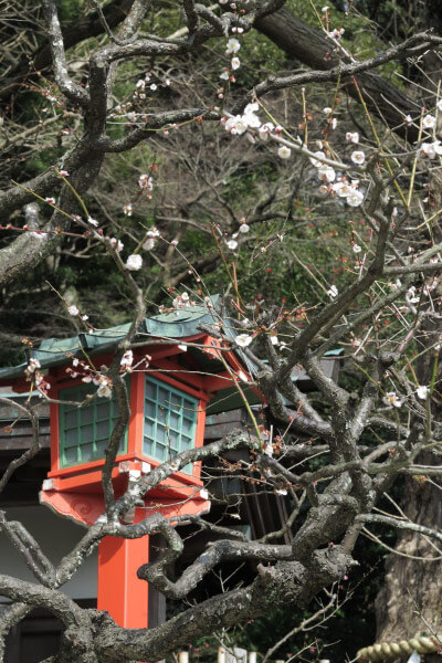 平成28年(2016年)3月8日、荏柄天神社の梅