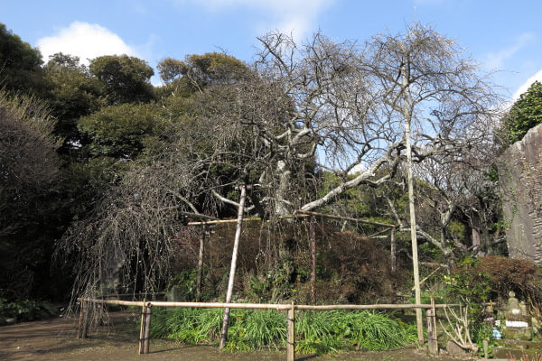平成28年(2016年)3月8日、宝戒寺の梅
