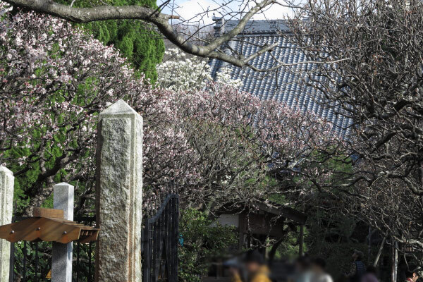 平成28年(2016年)3月8日、宝戒寺の梅