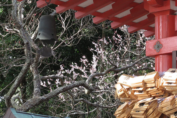 平成28年(2016年)3月8日、荏柄天神社の梅