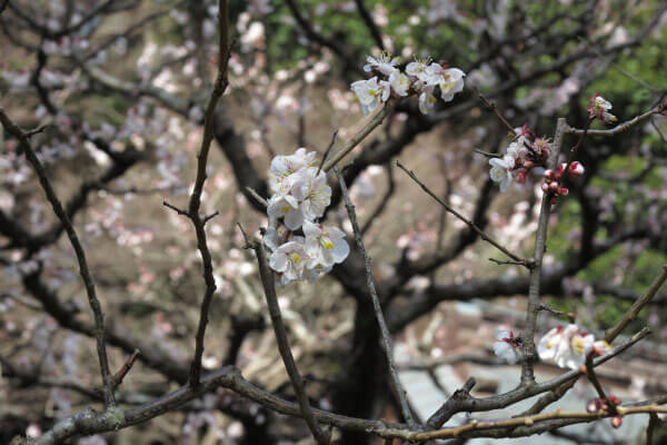 平成28年(2016年)3月8日、荏柄天神社の梅