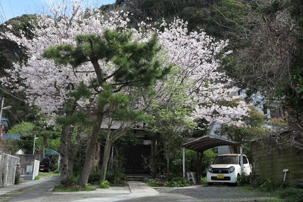 別願寺の桜。