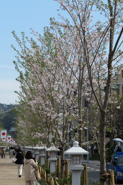 段葛。桜並木は植え替えられました。