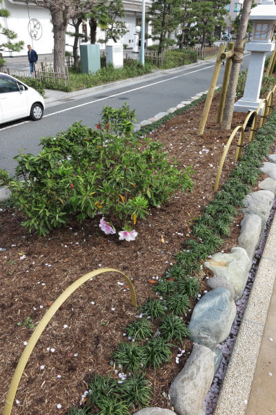 段葛。桜並木とともに躑躅(ツツジ)も植え替えられました。