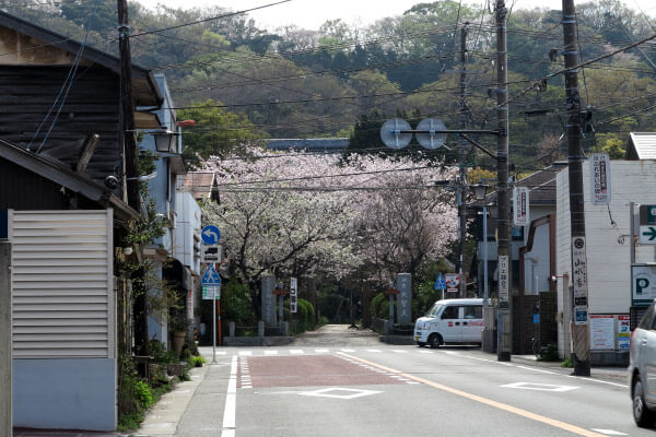 宝戒寺の桜。