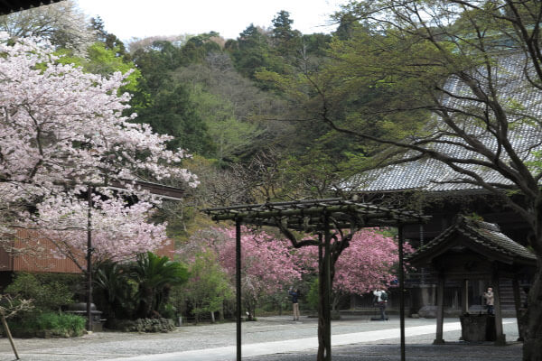 平成28年4月6日の妙本寺。桜と海棠(カイドウ)揃い踏みです。