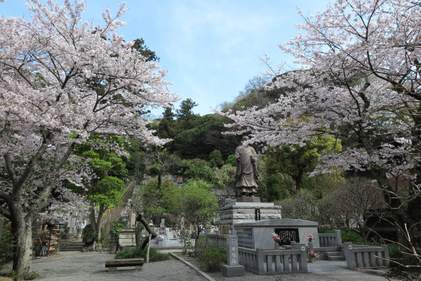 平成28年4月6日、妙本寺の桜。