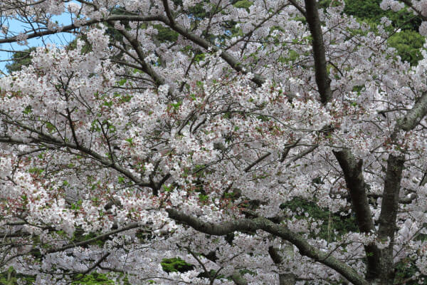 平成28年4月6日、妙本寺の桜。