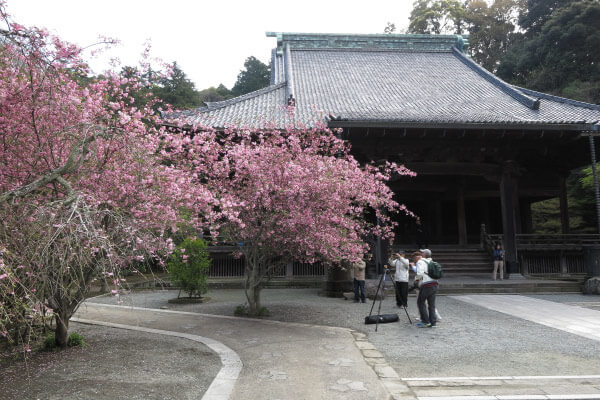 平成28年4月6日、妙本寺の海棠(カイドウ)。