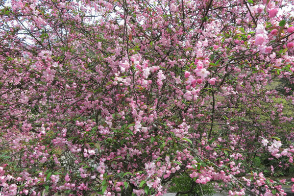 平成28年4月6日、妙本寺の海棠(カイドウ)。