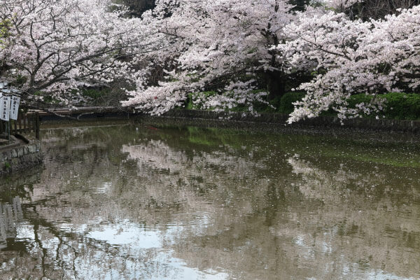 鶴岡八幡宮の桜。