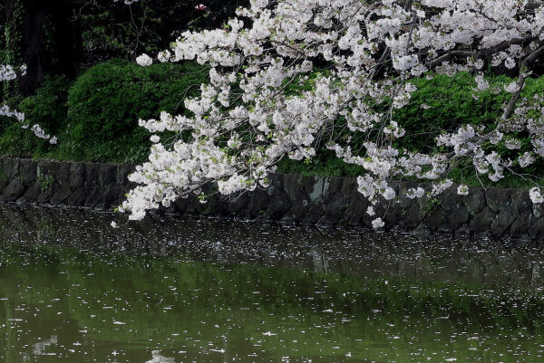 鶴岡八幡宮の桜。