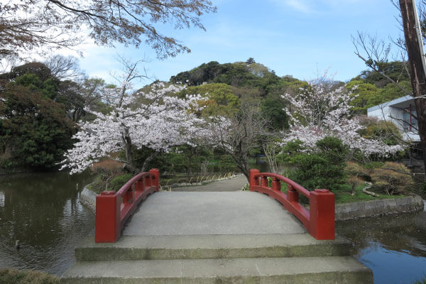 鶴岡八幡宮の桜。