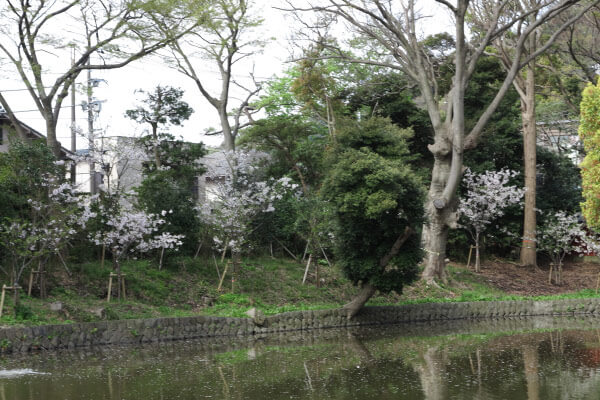 鶴岡八幡宮の桜。平氏池の周囲には新しい桜が植えられています。大きく育つのが楽しみです。