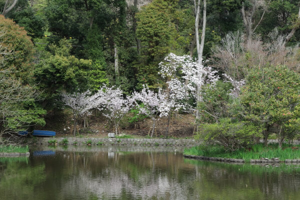 鶴岡八幡宮の桜。平氏池の周囲には新しい桜が植えられています。大きく育つのが楽しみです。