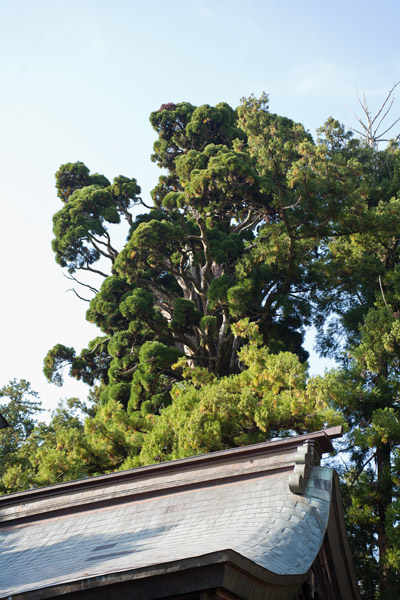 小村神社の燈明杉。