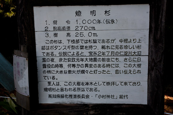 小村神社、燈明杉の説明書き。