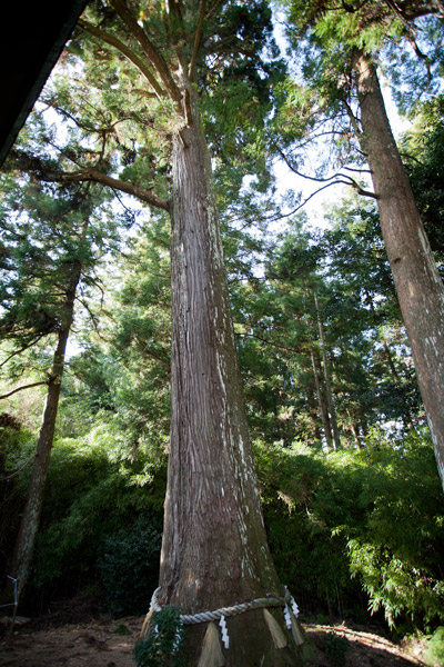 小村神社の燈明杉。