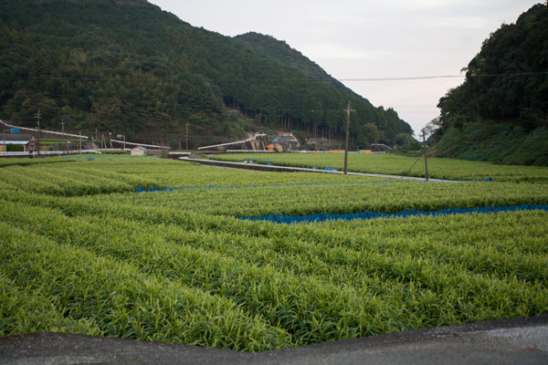 高知名産の生姜畑。