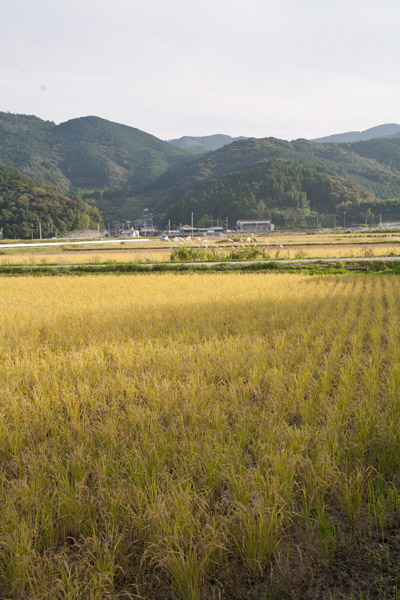 田は黄金色。