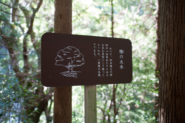 立札にはこうありました。「欅(けやき)の大木 かつて、朽木峠越えの時、峠の八合目あたりにある大木を目安にして登ったといわれ、一里塚の名残りである」。随所にあるこういう案内は、旅を充実させてくれます。