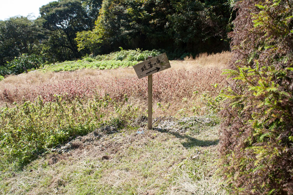 引き続き小道を進みます。