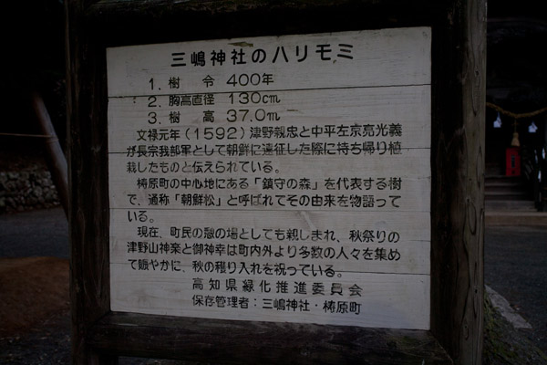 三嶋神社にあるハリモミの説明板。
