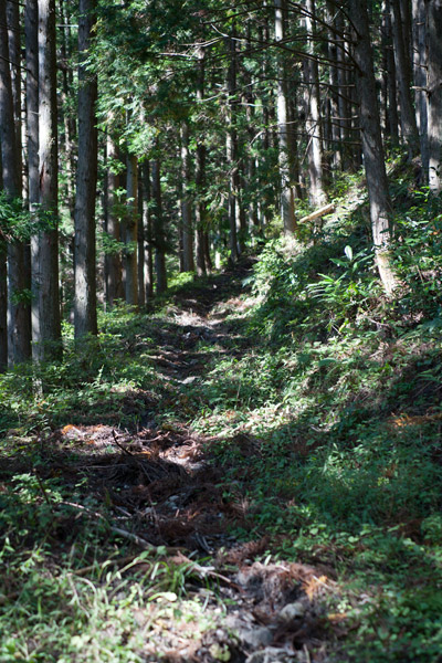登りの山道では12kgの荷物はより負担となり、脚の痛みが増し遅々とした歩みに。