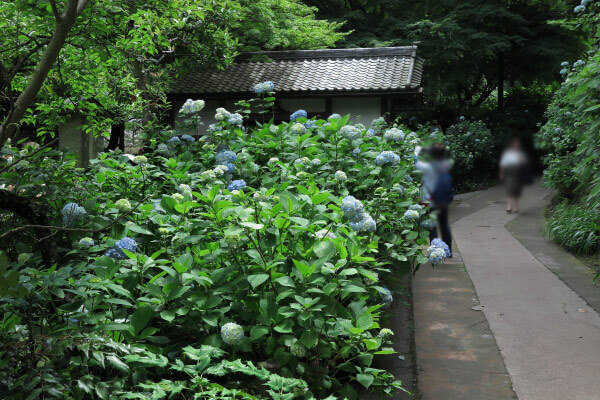 平成28年(2016年)5月31日、明月院のあじさい。